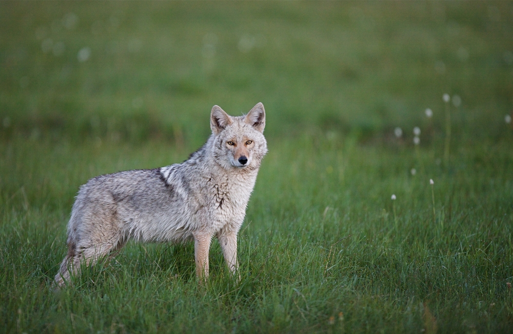 5 Things to Know About Coyotes in Austin