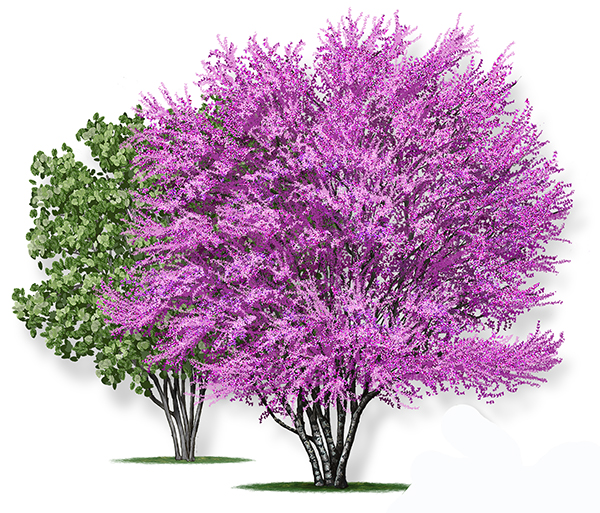 Bay Star Homes Trees | City of Norfolk, Virginia