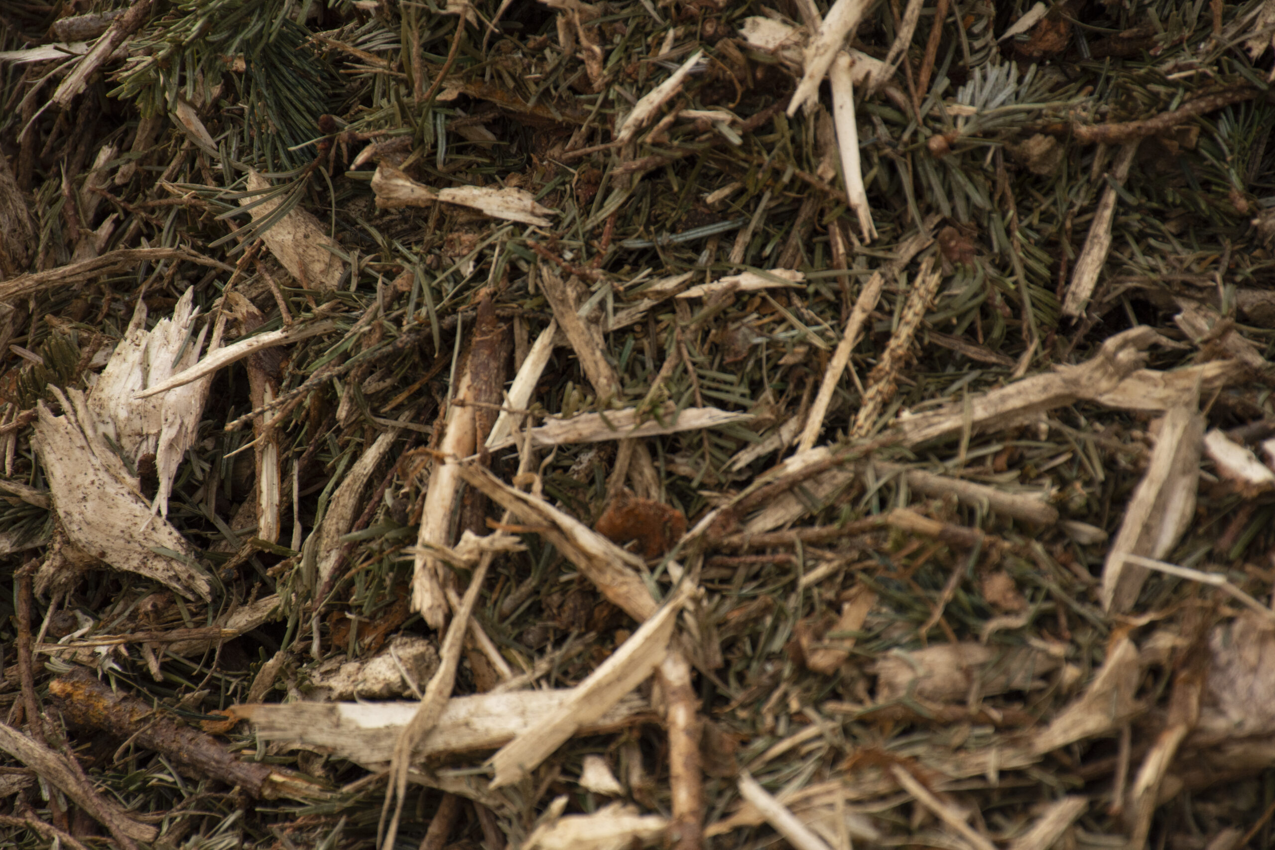 Holiday Tree Recycling Interviews and B-roll Opportunity