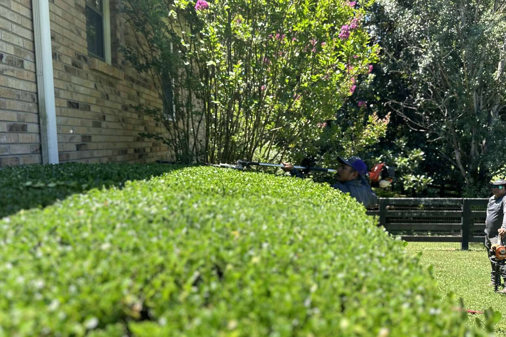 Hedge trimmers, essential tool to create figures in gardens