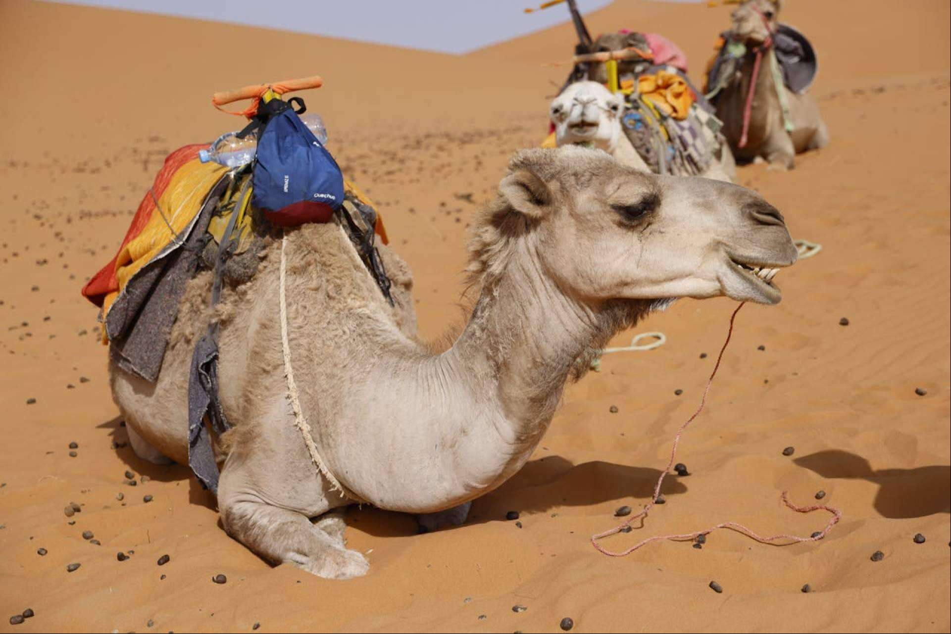 Saharies, private explorations that connect with the essence of Morocco's desert