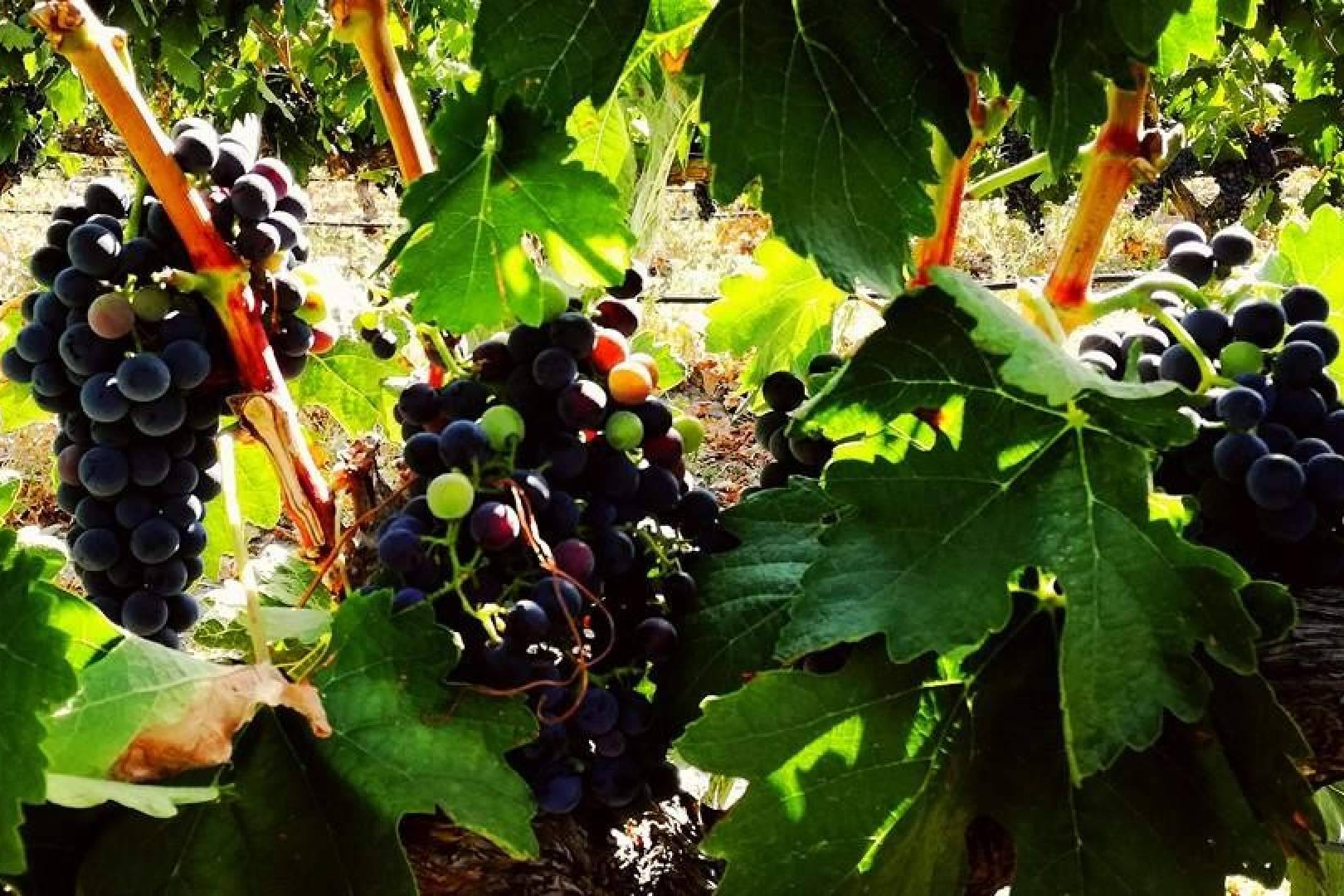 The secret behind blended wines, Wine Tours From Madrid explores why mixing grape varieties matters